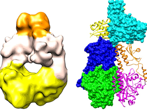 Left: The newly derived 3D map of a bacterial phytochrome dimer, produced using cryo electron microscopy. Right: By fitting x-ray crystal structures of several homologous fragments into this map, scientists have created an atomic model of the whole structure. The two monomers making up the complete structure  one shown as a ribbon diagram, the other using a space-filling display  dimerize in parallel with the two polypeptides intimately twisting around each other.