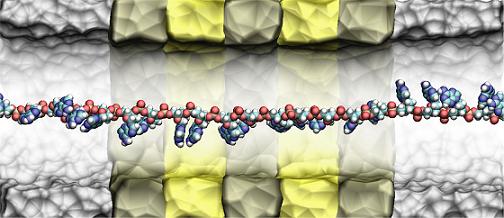 A cross section of IBM's DNA Transistor simulated on Blue Gene supercomputer showing a single stranded DNA moving in the midst of (invisible) water molecules through the nanopore. The DNA molecule, at the center of the pore, contain the bases A, C, G and T, that code of biological information necessary for life. 