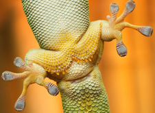 Geckos can move on virtually all surfaces, vertical and horizontal, due to their foot pads.  Photo by iStock.