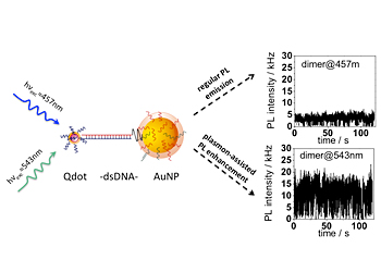 Photoluminescence enhancement is demonstrated at the single molecule level for two-particle systems composed of a quantum dot (Qdot) and gold nanoparticle (AuNP) linked by double stranded DNA (dsDNA) when optically excited with wavelengths within the surface plasmon resonance range of the gold nanoparticle.