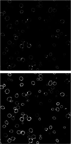 Yeast cells labeled with fluoromodules (top) glow brighter (bottom) when researchers incorporate dyedrons into the fluoromodule complex. The fluoromodules are expressed on the cells' surface.