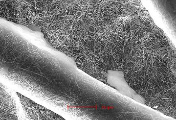A scanning electron microscope image of the silver nanowires in which the cotton is dipped during the process of constructing a filter. The large fibers are cotton. Courtesy of Yi Cui