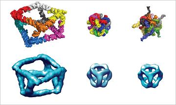 Top row, three different RNA objects rendered from molecular computer models: from left, RNA antiprism composed of eight RNAs, a six-stranded RNA cube, and a 10-stranded RNA cube. Bottom row, the corresponding three-dimensional reconstructions of the objects obtained from cryo-electron microscopy. Credit: Cody Geary and Kirill A. Afonin
