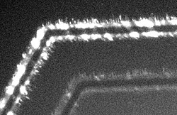 Transmission electron microscope image of nano LEDs emitting light.

Credit: NIST