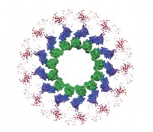 Overhead view of a subnanometer resolution reconstruction showing the microtubule-binding region of the Ndc80 complex (blue) attached to a microtubule(green). The part of the Ndc80 complex away from the microtubule is flexible and appears as scattered density in the reconstruction (red). (Image courtesy of Nogales group)