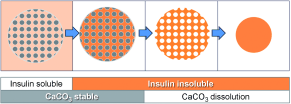 Swapping spheres: Monodisperse protein microspheres can be fabricated by templating on porous CaCO3 microcores (see picture; CaCO3 gray, insulin orange). The CaCO3 cores decompose upon variation of pH from 9.0 to 5.0, whereas the insulin model protein precipitates. The method requires mild conditions, no additives, and minimal processing.