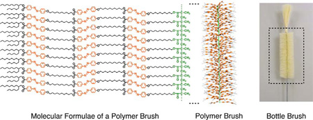 Left: Molecular formulae of a polymer brush. Center: Schematic illustration of the polymer brush. Right: Photograph of a bottle-cleaning brush for comparison.