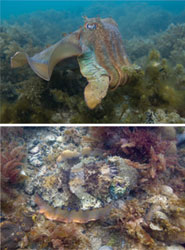 Giant Australian cuttlefish, Sepia apama, in a conspicuous pattern while swimming, and then in a camouflaged pattern that combines mottle with disruptive coloration. Credit: Roger Hanlon.