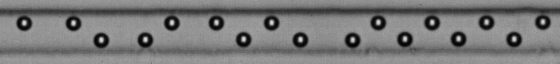 A self-assembled lattice of 10-micrometer diameter particles flowing through a microfluidic channel.