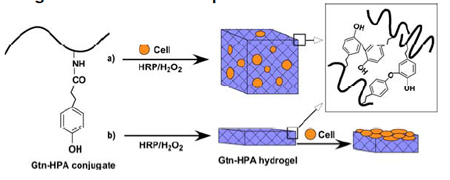 Formation of GtnHPA hydrogels by enzyme-catalyzed oxidation for (a) 3D and (b) 2D cell growth/differentiation.