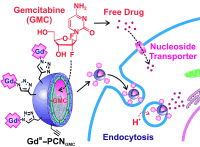 Polymer-caged nanobins (PCNs) that can undergo Cu(I)-catalyzed click reactions enable the combination of GdIII magnetic resonance imaging (MRI) contrast agents and an anticancer drug (gemcitabine, GMC) into a single theranostic platform (see picture). The resulting gadolinium(III)-conjugated, GMC-loaded PCNs (GdIIIPCNGMC) exhibit a significantly superior performance in r1 relaxivity, drug uptake, and pH-sensitive drug release. Credit Angewandte Chemie International Edition