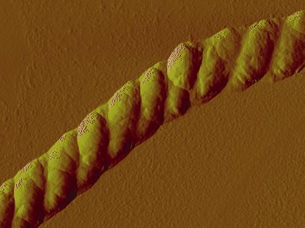 Berkeley Lab scientists have developed a nanoscale rope that braids itself, as seen in this atomic force microscopy image of the structure at a resolution of one-millionth of a meter.