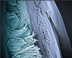False-colored scanning electron micrograph of arrays of -keratin nanofibers found in barbs of Blue Penguin (Eudyptula minor) feathers. The fibers produce a non-iridescent structural blue color by coherent light scattering and constitute a novel morphology for feathers. Photo by Liliana D'Alba