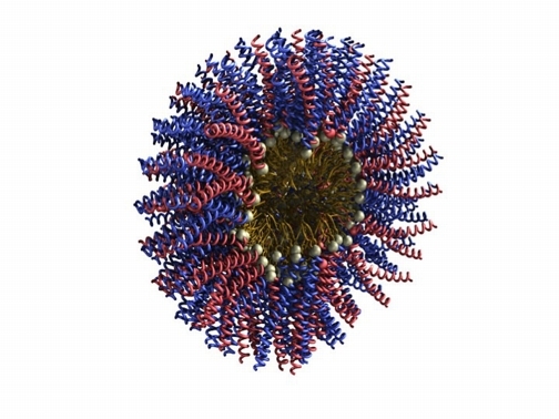 This artistic rendering depicts some of the circulating nanoparticles studied by Matthew Tirrells research group at the University of California at Berkeley. The goal is to engineer such nanoparticles for diagnostic or therapeutic purposes.