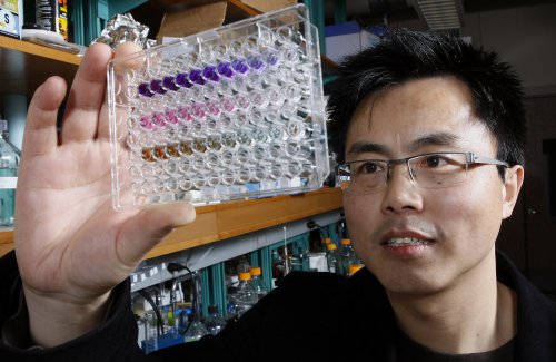W. Andy Tao uses nanopolymers and chemical reactions that cause color changes in a solution to detect activity related to cancer cell formation. (Purdue Agricultural Communication photo/Tom Campbell)