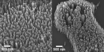 Images of carbon nanofibers grown from nickel nanoparticle catalysts: (left) without removing the ligands and (right) after removing the ligands from the nanoparticles before nanofiber growth. Note how the nanofibers grown from nanoparticles with ligands are more uniform in diameter and distribution.