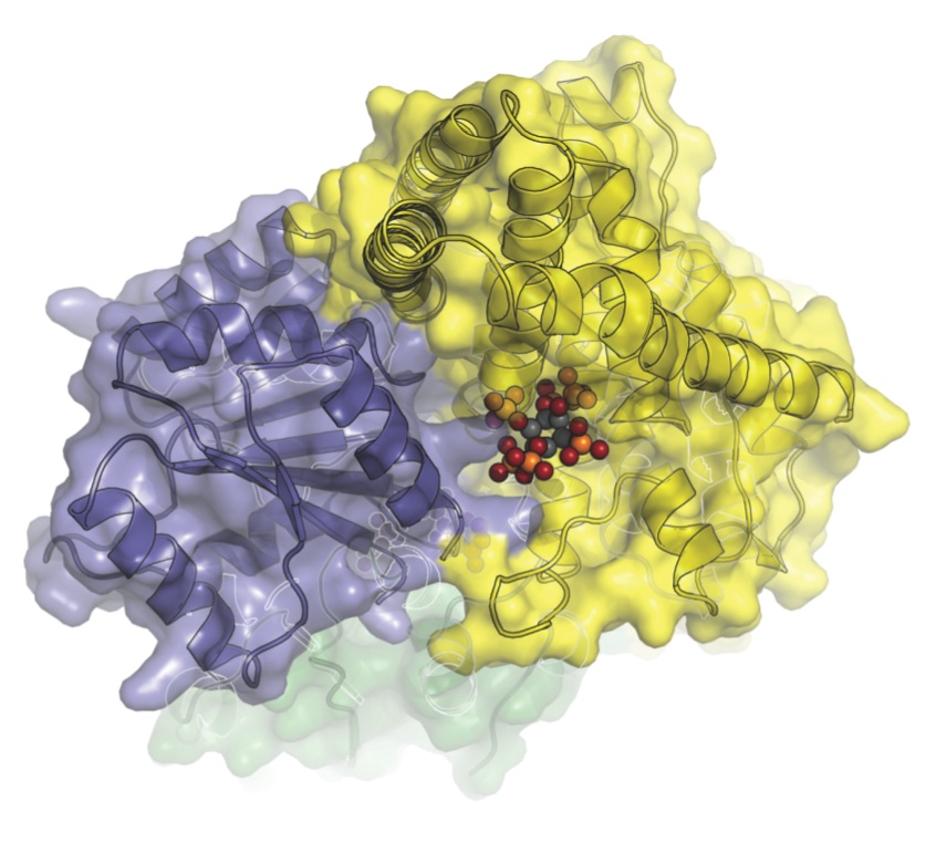 The closest look yet at the molecular machinery that helps transport messenger RNA from a cells nucleus. In this image, Dbp5 (blue-grey) and Gle1 (yellow) are glued together by IP6 (colored spheres). (Image courtesy of Karsten Weis and James Bergers labs)