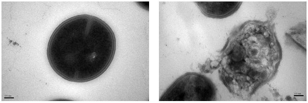 Figure 1: Transmission Electron Microscope (TEM) image of the MRSA cell before treatment.

Figure 2: TEM image of the damaged cell wall and membrane of MRSA after treatment with biodegradable antimicrobial polymer nanoparticles.