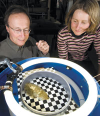 Hanlon and Mathger: MBL Senior Scientist Roger Hanlon and Assistant Research Scientist Lydia Mthger test the ability of a cuttlefish to adapt to a disruptive background pattern. Photo by T. Kleindinst.