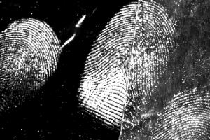 Latent fingermarks from a male donor developed on aluminium foil. Image provided by Xanthe Spindler
