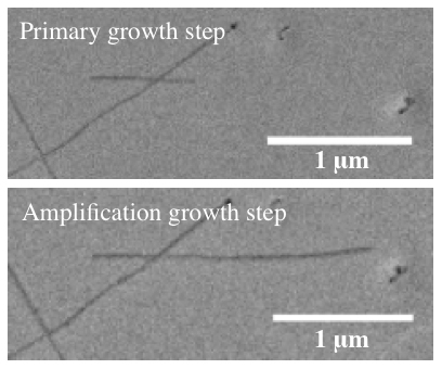 These images show a single carbon nanotube before and after amplification, a process developed at Rice University seen as key in the development of armchair quantum wire. Such a wire would transmit electricity over great distances with virtually no loss. (Credit: Barron Lab/Rice University)