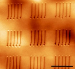 (Courtesy Suenne Kim)

Image shows the topography (by atomic force microscope) of a ferroelectric PTO line array crystallized on a 360-nanometer thick precursor film on polyimide. The scale bar corresponds to one micron. 
