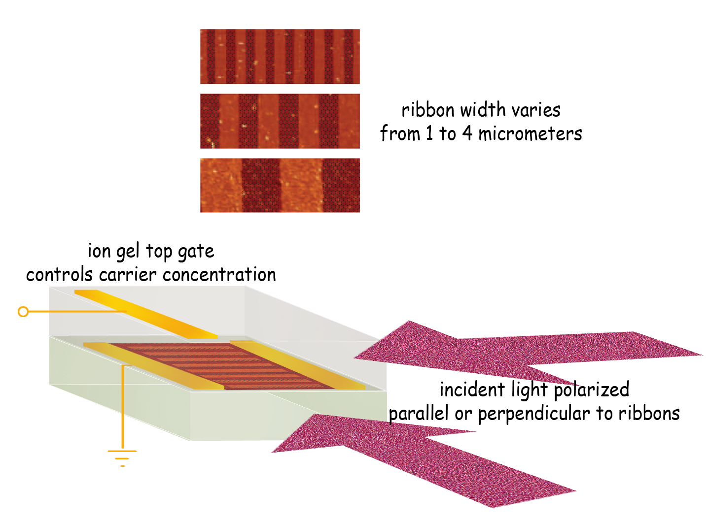 The graphene microribbon array can be tuned in three ways. Varying the width of the ribbons changes plasmon resonant frequency and absorbs corresponding frequencies of terahertz light. Plasmon response is much stronger when there is a dense concentration of charge carriers (electrons or holes), controlled by varying the top gate voltage. Finally, light polarized perpendicularly to the ribbons is strongly absorbed at the plasmon resonant frequency, while parallel polarization shows no such response. 