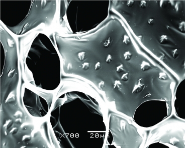 A scanning electron microscope (SEM) image of nanowire-alginate composite scaffolds. Star-shaped clusters of nanowires can be seen in these images.
Image courtesy of the Disease Biophysics Group, Harvard University