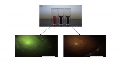 Gold nanoparticle solutions and corresponding phantom images. Top: (a) Three nanoparticle solutions of varying shape and size (left to right: gold nanospheres, short gold nanorods, long gold nanorods). Bottom: Darkfield images of brain-simulating phantoms containing (b) 60nm gold nanospheres and (c) gold nanorods. (Scale bar=50 μm)

Credit: Kevin Seekell