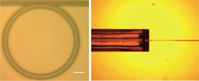 Researchers have created a tiny "microring resonator," at left, small enough to fit on a computer chip. The device converts continuous laser light into numerous ultrashort pulses, a technology that might have applications in more advanced sensors, communications systems and laboratory instruments. At right is a grooved structure that holds an optical fiber leading into the device. (Birck Nanotechnology Center, Purdue University)