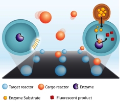 The ultra small nanoreactors have walls made of lipids. During their fusion events volumes of one billionth of a billionth of a liter were transferred between nanoreactors allowing their cargos to mix and react chemically. We typically carried out a million of individual chemical reactions per cm2 in not more than a few minutes. 