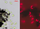 Carbon nanotubes are not poisonous to green algae, but they do slow the growth of these organisms at high concentrations because they cause clumping which leads to the algae receiving less light. Left: intact algae (green) in a clump of carbon nanotubes (black). Right: "normal" photosynthetic activity of the algae (red) made visible by fluorescence.