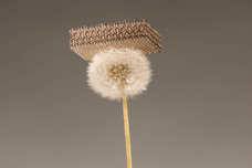 Dan Little, HRL Laboratories LLC
New metal - which is 99.9 percent air - is so light that it can sit atop dandelion fluff without damaging it.