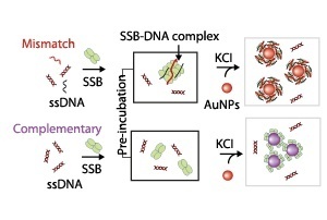 Schematic illustration showing the mechanism used to probe interactions between single-stranded DNA (ssDNA) and single stranded DNA-binding protein (SSB)
Copyright : 2011 ACS