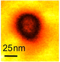 ORNL researchers used piezoresponse force microscopy to demonstrate the first evidence of metallic conductivity in ferroelectric nanodomains. A representative nanodomain is shown in the PFM image above.