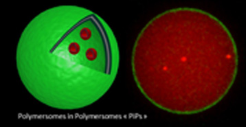 Diagram showing the external polymersomes labeled with a green fluorophore encapsulating the internal polymersomes labeled with a red fluorophore, together with a spinning disk confocal microscopy image. � Organic Polymer Chemistry Laboratory (CNRS/ Bordeaux 1 University/ Polytechnic Institute of Bordeaux)