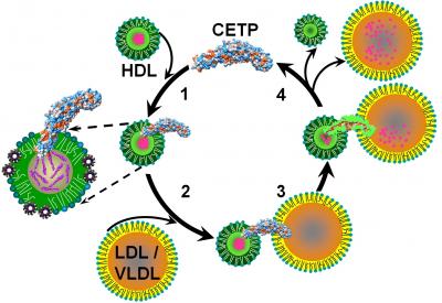 (1) CETP penetrates HDL to its cholesterol core. (2) Upon interaction with LDL/VLDL, molecular forces cause the formation of pores at either end of CETP. (3) These pores connect with CETP�s central cavities to form a tunnel for the transfer of cholesterol to LDL/VLDL, which (4) reduces HDL in size.

Credit: Image by Gang Ren, Lawrence Berkeley National Laboratory