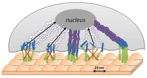A selectively inhospitable surface A bumpy bed of nails surface does not allow cancerous cells to gather the nutrients they need to thrive  possibly because cancerous cells are stiffer and less flexible than normal cells, which can manage the bumps and thrive. Credit: Webster Lab/Brown University 