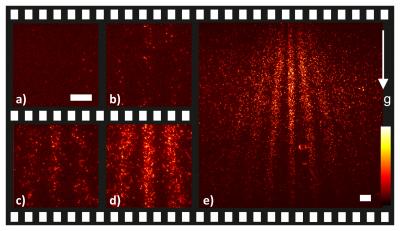 These are selected frames of a movie showing the buildup of a quantum interference pattern from single phthalocyanine molecules.

Credit: Image credits: University of Vienna/Juffmann et al. (Nature Nanotechnology 2012)