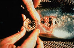 Sea Lamprey1: a Sea Lamprey mouth, close up
Copyright 'Great Lakes Fishery Commission' 