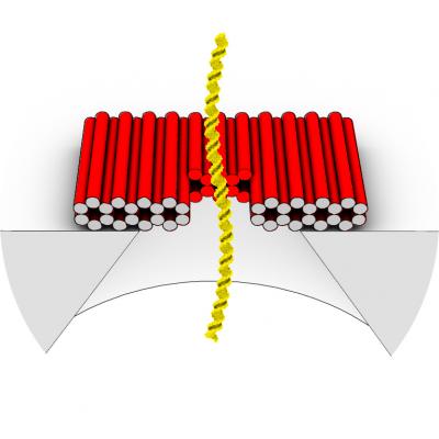 This illustration shows how a DNA origami nanoplate with a central aperture can serve as a smart lid or "gatekeeper" for a solid-state nanopore sensor. Researchers at the Technische Universitaet Muenchen have demonstrated that this arrangement can be used to filter biomolecules by size or to "fish" for specific target molecules by placing single-strand DNA receptors inside the aperture as "bait." With further research, they suggest, it might be possible to use such single-molecule sensors as the basis of a novel DNA sequencing system.

Credit: TU Muenchen