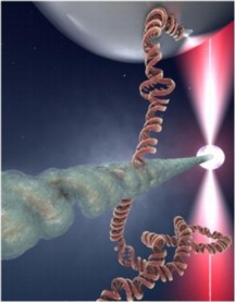 After a DNA molecule breaks, the broken ends search for an intact DNA region with the same sequence in order to get repaired. The image shows an artist impression of the contact point between a RecA-protein DNA molecule (the "broken end"; horizontal) and a DNA molecule (vertical), where it is probed whether both molecules have the same sequence. If they do not, they will break the contact. If the same sequence is found however, the molecules stably bind and the repair process is initiated. The present study discovered the mechanism of the recognition process from dual molecule experiments where individual DNA molecules can be manipulated with beads.

Credit: Image courtesy Cees Dekker lab TU Delft / Tremani