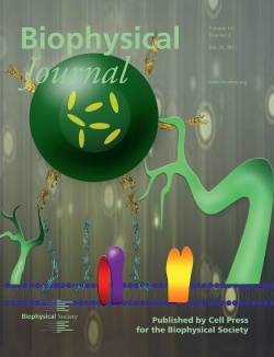Radhakrishnan's work was featured on the cover of the Biophysical Journal.