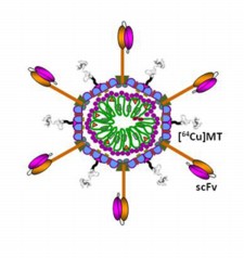Igor Dmitriev, PhD

The illustration shows an adenovirus particle carrying metals and antibodies for cancer therapy. In this case, the metal is copper-64, a radioactive metal useful for both imaging and cancer therapy. Antibodies shown in orange and purple can target the virus to specific tissues or tumor types.