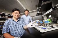 Zhen (Jason) He, assistant professor of civil engineering (left), and Junhong Chen, professor of mechanical engineering, display a strip of carbon that contains the novel nanorod catalyst material they developed for microbial fuel cells.

Credit: Troye Fox