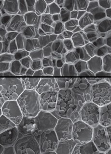 A scanning electron micrograph of carrot, top, and potato, bottom, showing relatively thin-walled cells. The oval objects within the potato tissue are starch granules.
Images: Don Galler