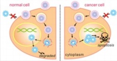 A diagram of the synthesis of degradable nanocapsules into cell nuclei to induce apoptosis, or programmed cell death, in cancer cells. The nanocapsules degrade harmlessly in normal cells.

(Courtesy of UCLA Engineering)