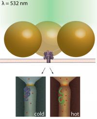 By tethering gold nanoparticles (large spheres in top image) to the nanopore (violet), the temperature around the nanopore can be changed quickly and precisely with laser light, allowing scientists to distinguish between similar molecules in the pore that behave differently under varied temperature conditions.

Credit: Robertson/NIST