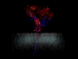 Computer models offer a new look at the molecular machinery that enables cells to interact with their environment. This schematic shows two integrin components (red and blue) protruding from a cell membrane.Credit: Mofrad lab