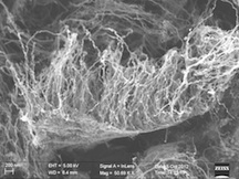 Rice University and the Honda Research Institute use single-layer graphene to grow forests of nanotubes on virtually anything. The image shows freestanding carbon nanotubes on graphene that has been lifted off of a quartz substrate. One hybrid material created by the labs combines three allotropes of carbon  graphene, nanotubes and diamond  into a superior material for thermal management.Credit: Honda Research Institute
